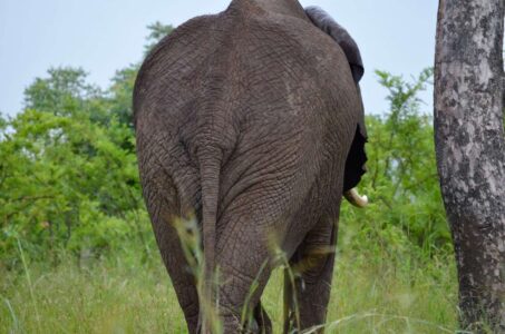 Elephant, Kruger National Park
