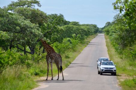Giraffe, Kruger National Park