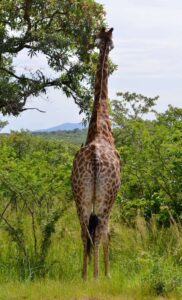 Giraffe, Kruger National Park