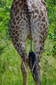 Giraffe, Kruger National Park