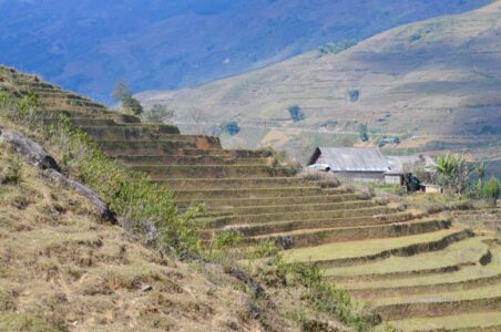Vietnam, Sa Pa - Rice terraces