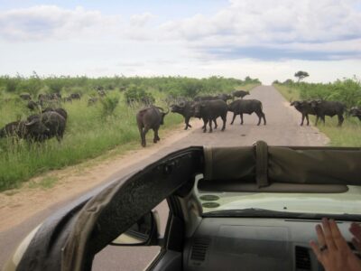 Buffalo, Kruger National Park