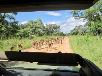 Impalas, Kruger National Park