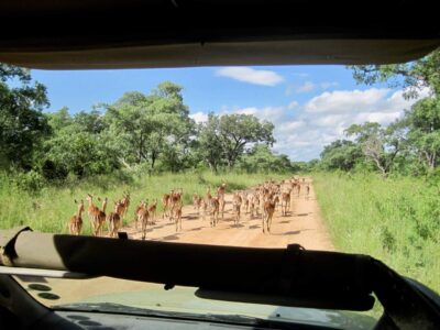 Impalas, Kruger National Park