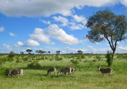 Kruger National Park
