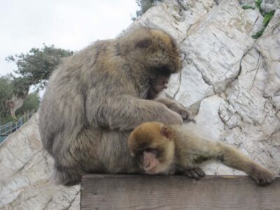 Barbary macaques in Gibraltar