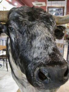 Bull bar, Madrid