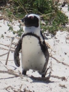 Penguin, Boulder Beach, Simon's Town