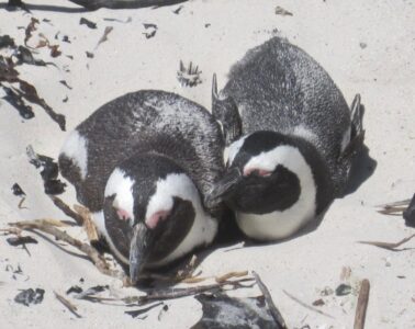 Penguins, Boulder Beach, Simon's Town