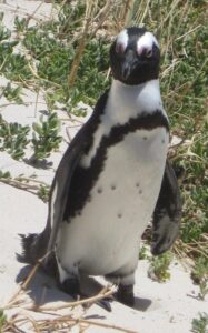 Penguin, Boulder Beach, Simon's Town