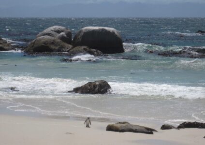 Penguin, Boulder Beach, Simon's Town