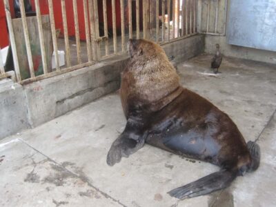 Sea Lion, Kalk Bay, Cape Town