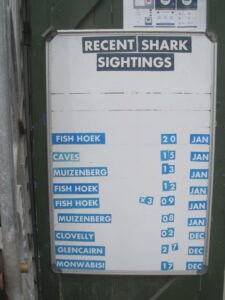Shark sightings