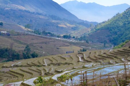 Vietnam, Sa Pa - Rice terraces