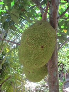Vietnam - Jackfruit
