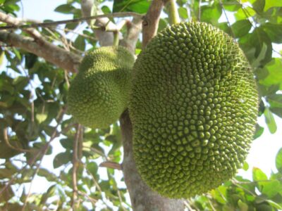 Vietnam - Jackfruit
