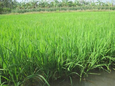Vietnam - Rice