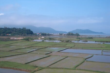 Vietnam - Rice fields