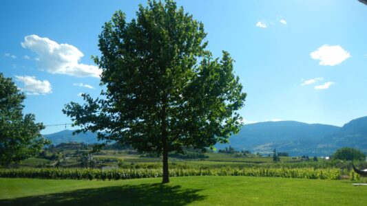 Kelowna wineries, BC