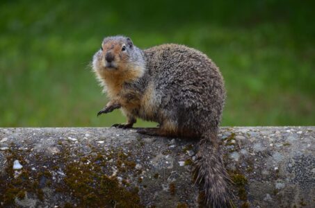 Groundhog