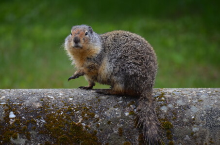 Groundhog