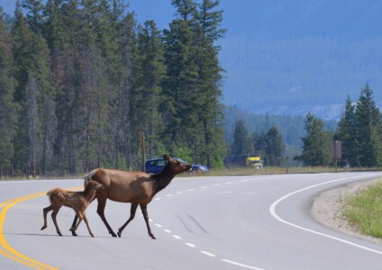 Elks, Jasper