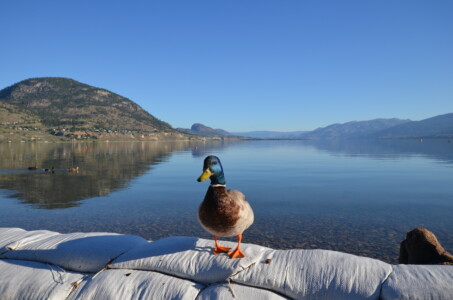 Okanagan Lake, Penticton