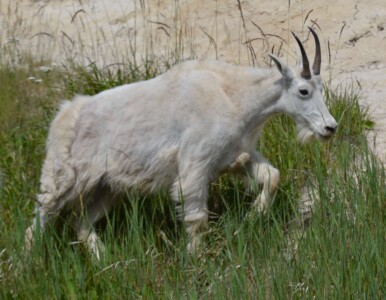 Mountain Goat, Banff National Park