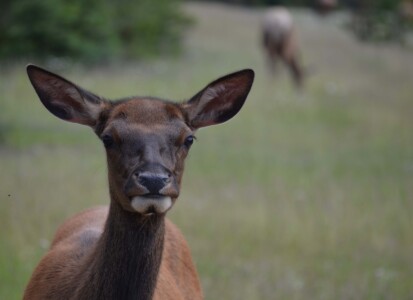 Mule deer, Banff National Park