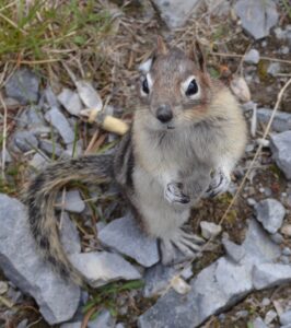 Squirrel