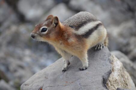 Chipmunk
