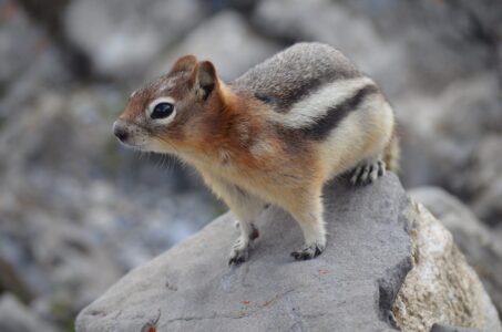 Chipmunk