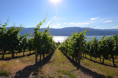 Kelowna wineries, BC