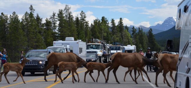 Traffic jam in Banff National Park