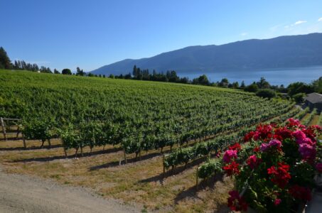 Kelowna wineries, BC