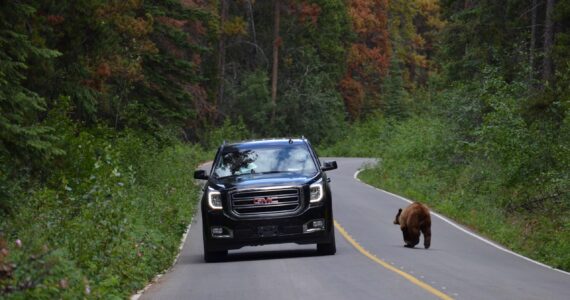 Grizzly bear