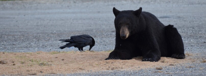 Black bear