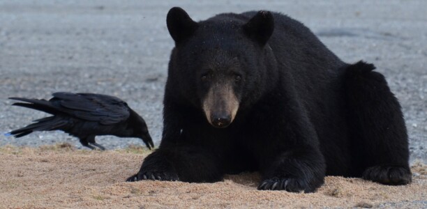Black bear