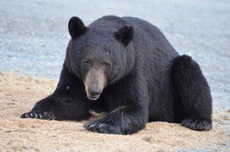 Black bear