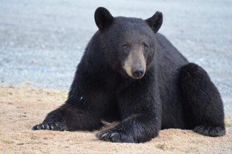 Black bear