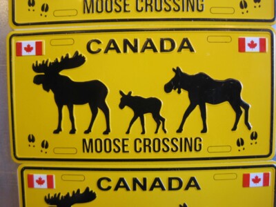 Moose crossing