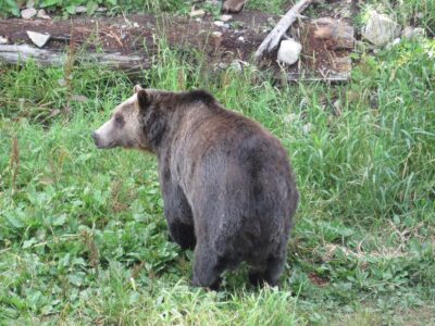 Grizzly bear