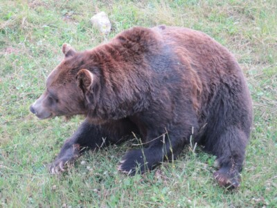 Grizzly bear