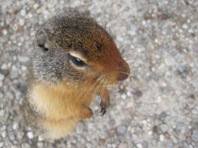 Squirrel
