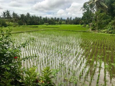 Rice fields, Bali