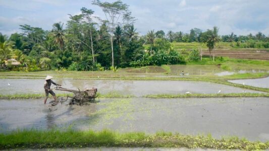 Campuhan Ridge Walk in Ubud, Bali