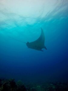 Big Fish Diving, Nusa Lembongan