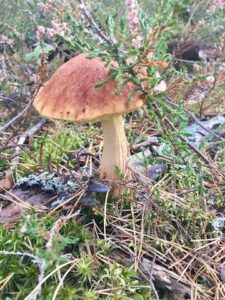Poland, Bialogora