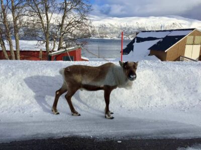 Norway, Elsfjorden
