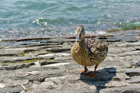 Italy, Lake Garda